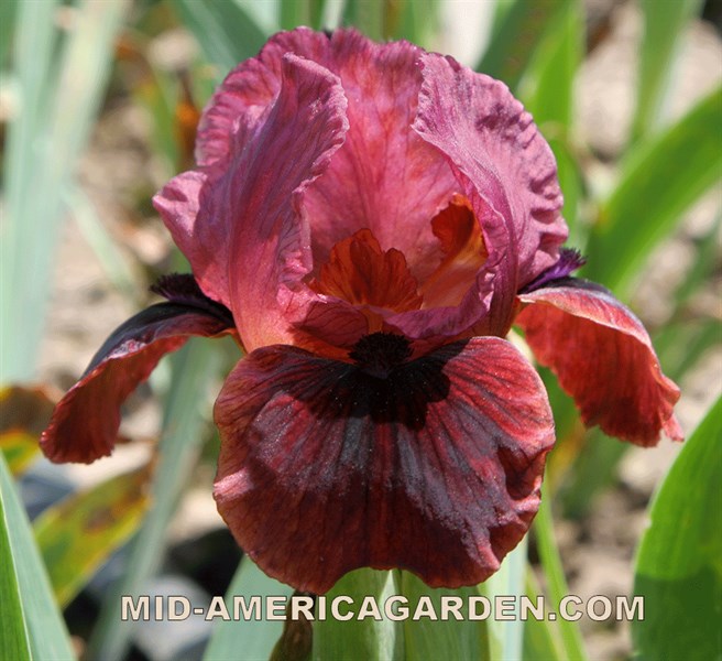 Black Cherry Truffle MidAmerica Garden